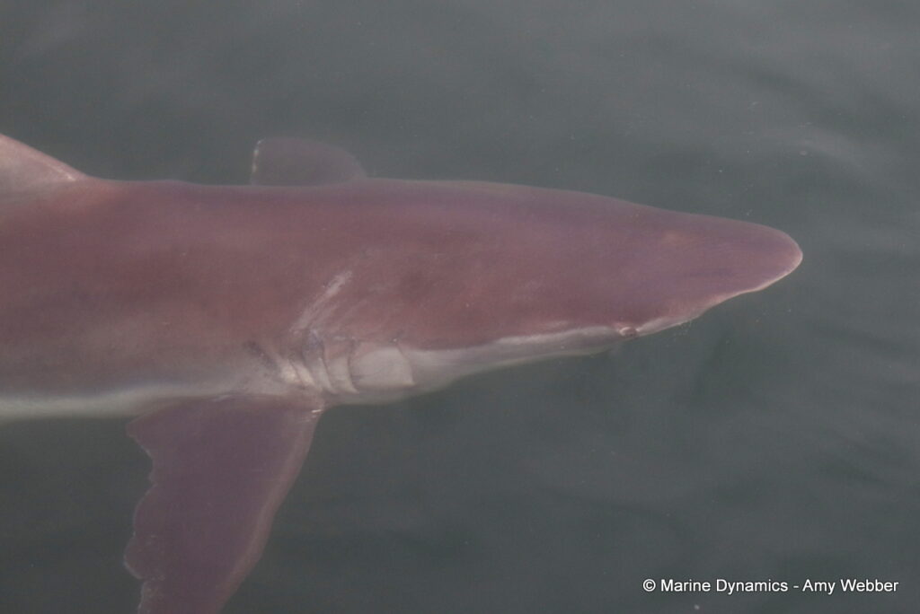Shark cage diving, Gansbaai, South Africa