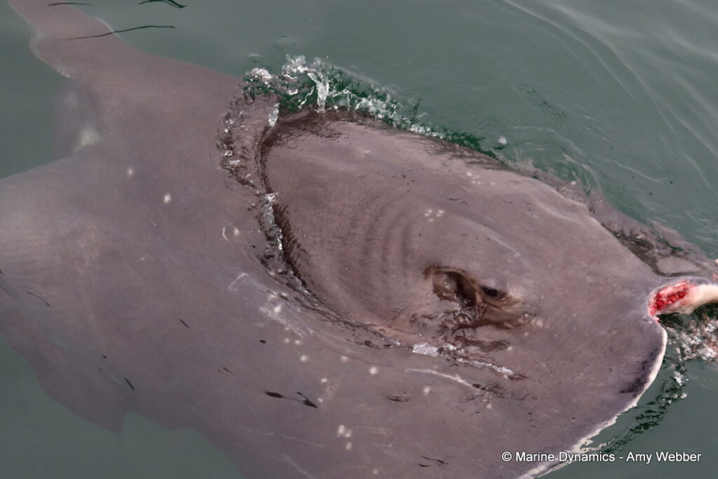 Shark cage diving, Gansbaai, South Africa