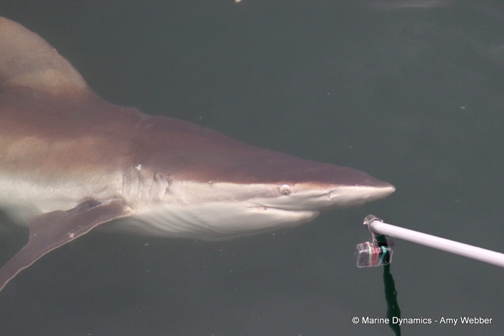 Shark cage diving, Gansbaai, South Africa