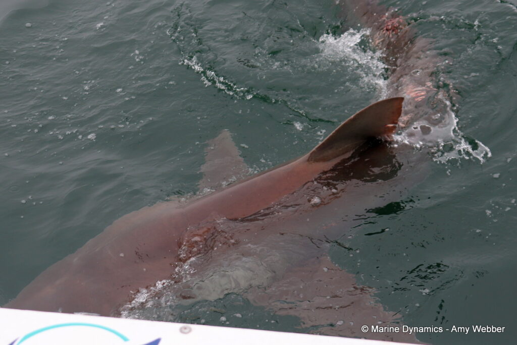 Shark cage diving, Gansbaai, South Africa