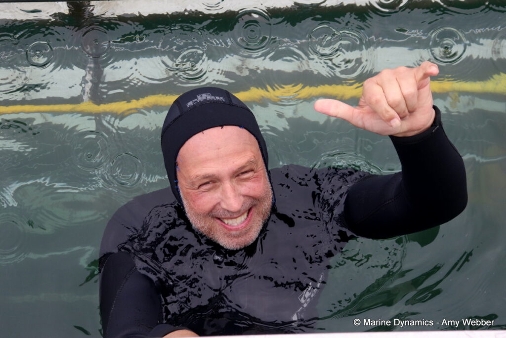 Shark cage diving, Gansbaai, South Africa