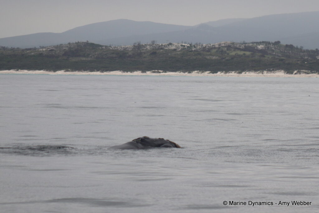 Shark cage diving, Gansbaai, South Africa