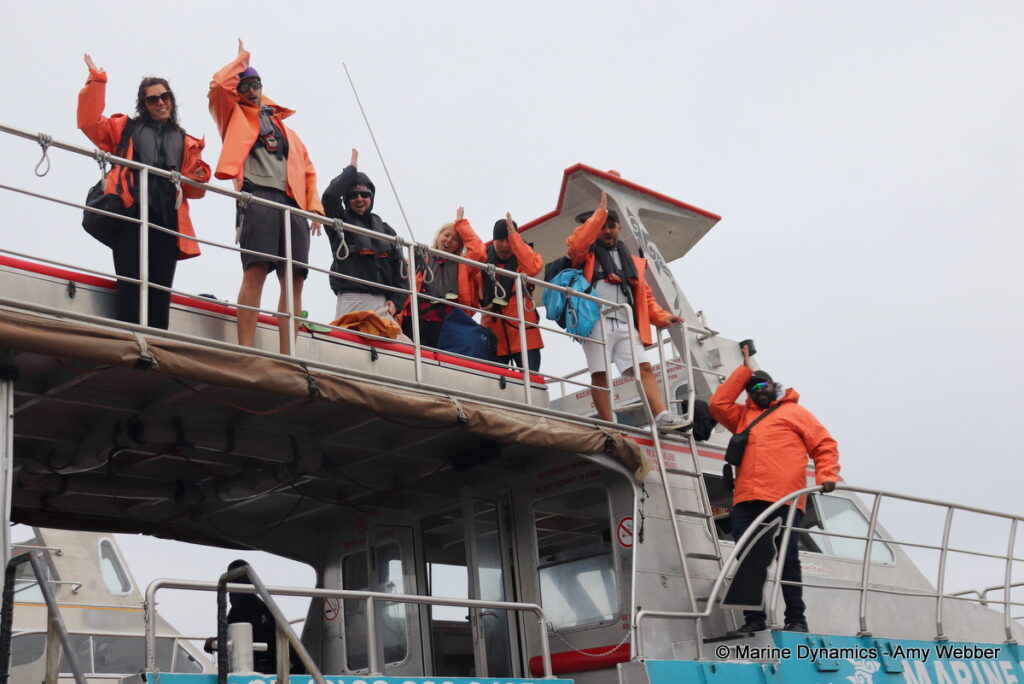 Shark cage diving, Gansbaai, South Africa