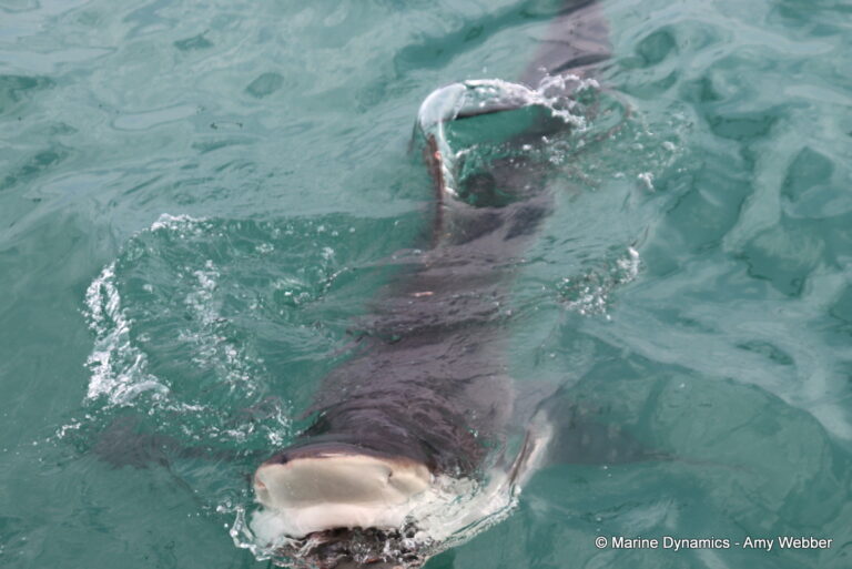 Shark cage diving, Gansbaai, South Africa