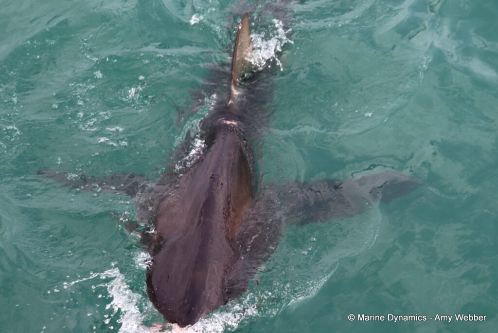 Shark cage diving, Gansbaai, South Africa