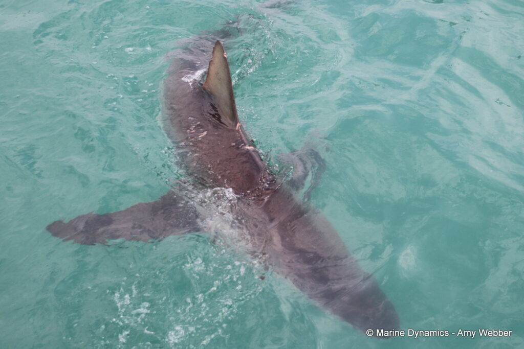 Shark cage diving, Gansbaai, South Africa
