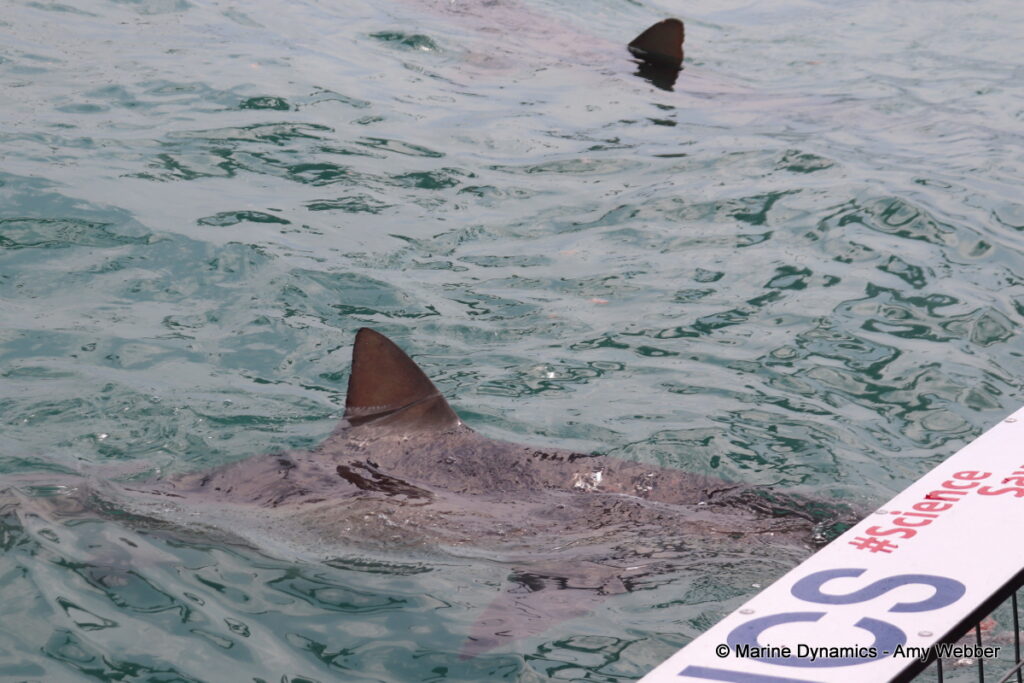 Shark cage diving, Gansbaai, South Africa