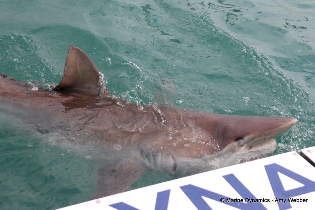 Shark cage diving, Gansbaai, South Africa