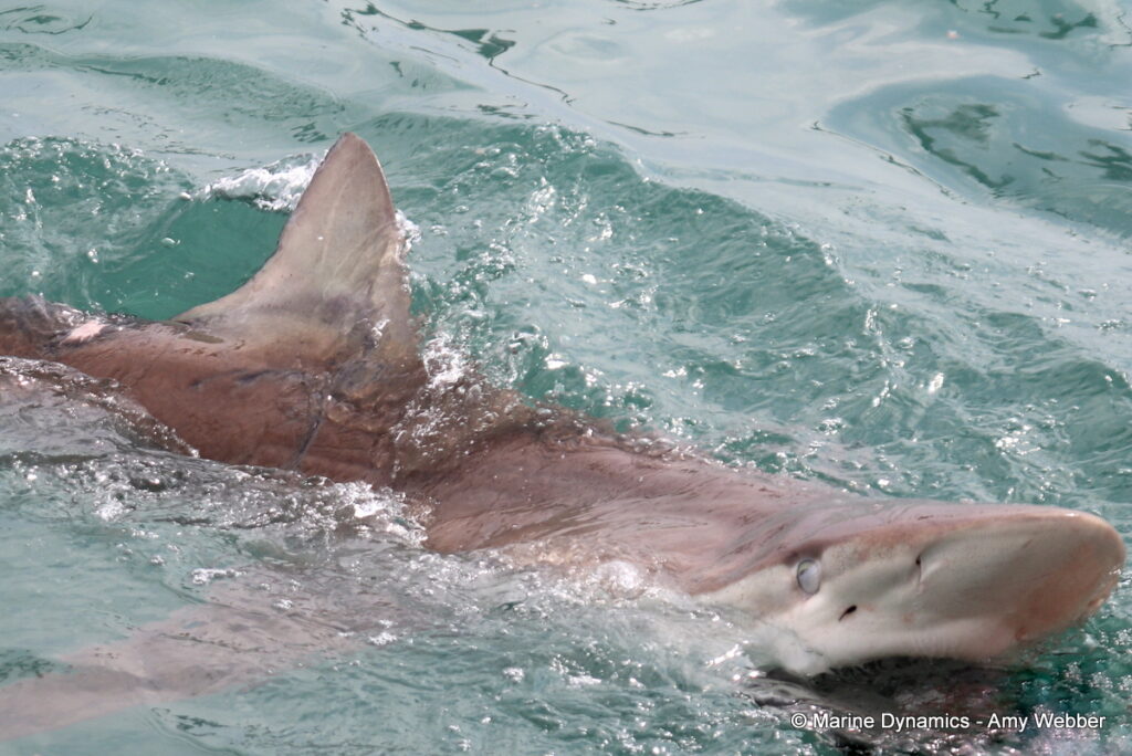 Shark cage diving, Gansbaai, South Africa