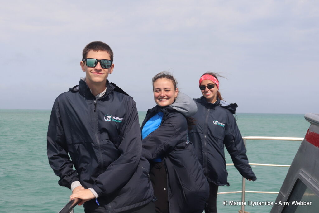 Shark cage diving, Gansbaai, South Africa
