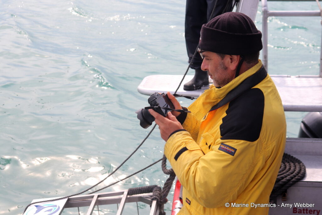 Shark cage diving, Gansbaai, South Africa