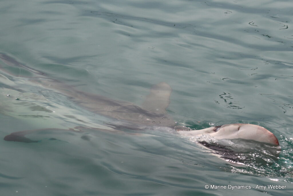 Shark cage diving, Gansbaai, South Africa