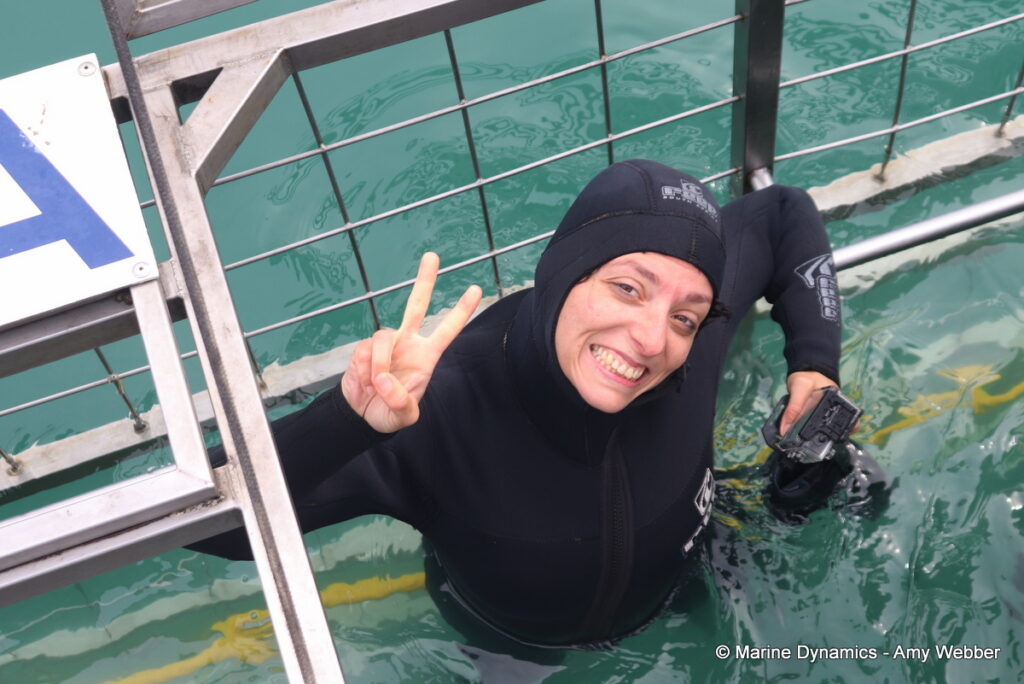 Shark cage diving, Gansbaai, South Africa