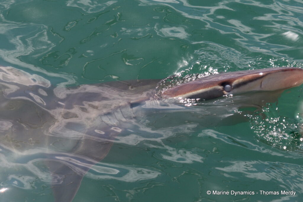 Shark cage diving, South Africa, Gansbaai