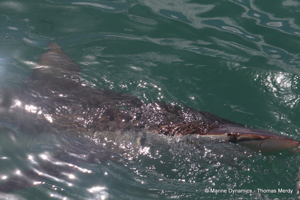 Shark cage diving, South Africa, Gansbaai