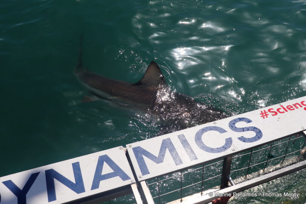 Shark cage diving, South Africa, Gansbaai