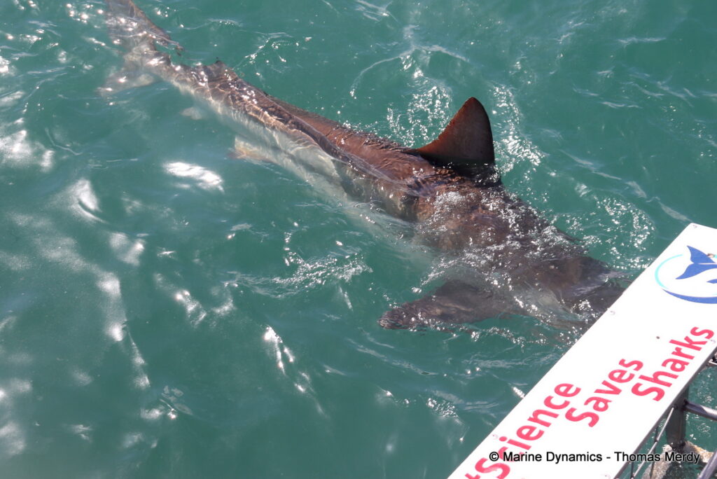 Shark cage diving, South Africa, Gansbaai