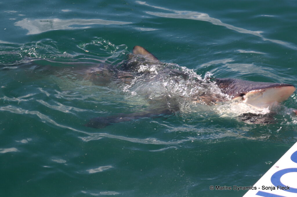 Shark cage diving, Gansbaai, South Africa