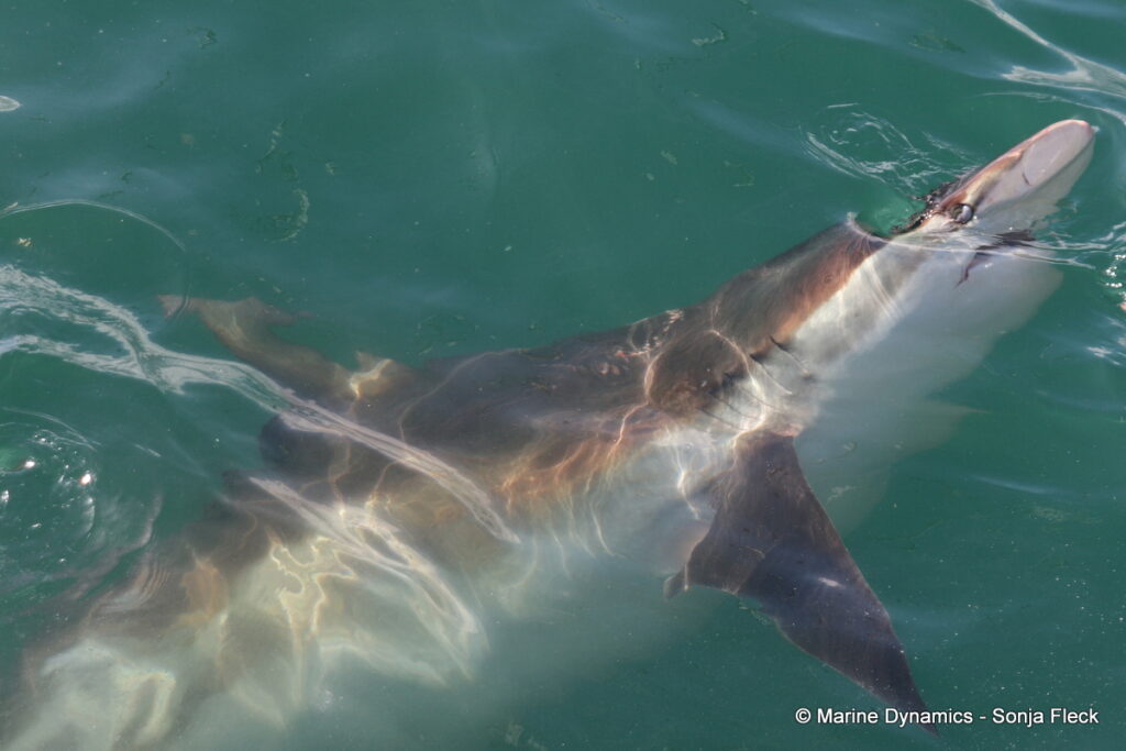 Shark cage diving, Gansbaai, South Africa