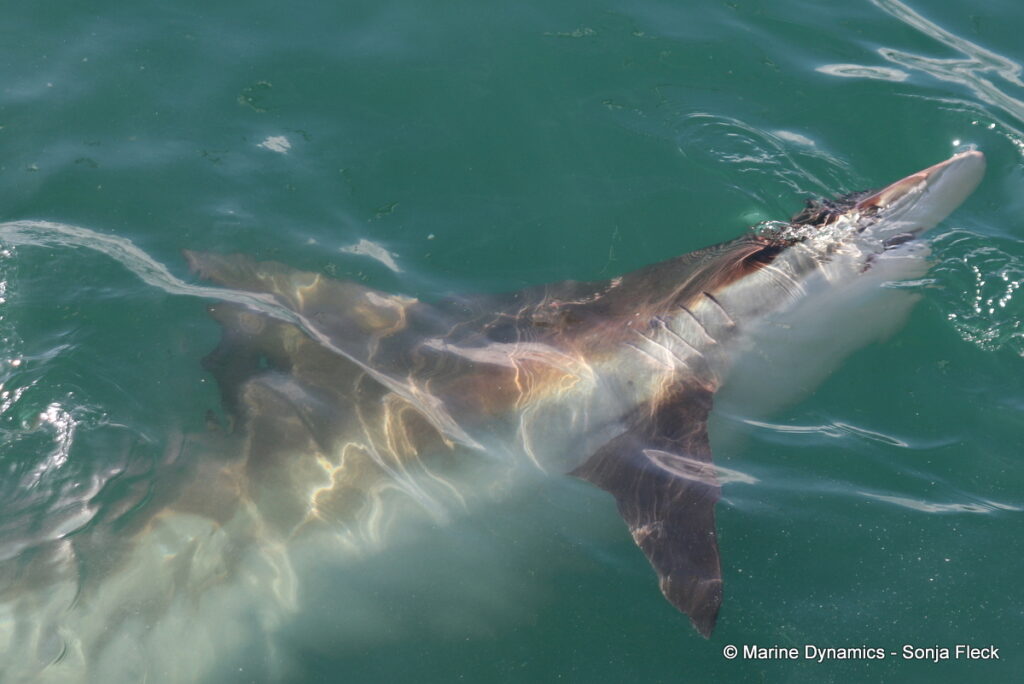 Shark cage diving, Gansbaai, South Africa