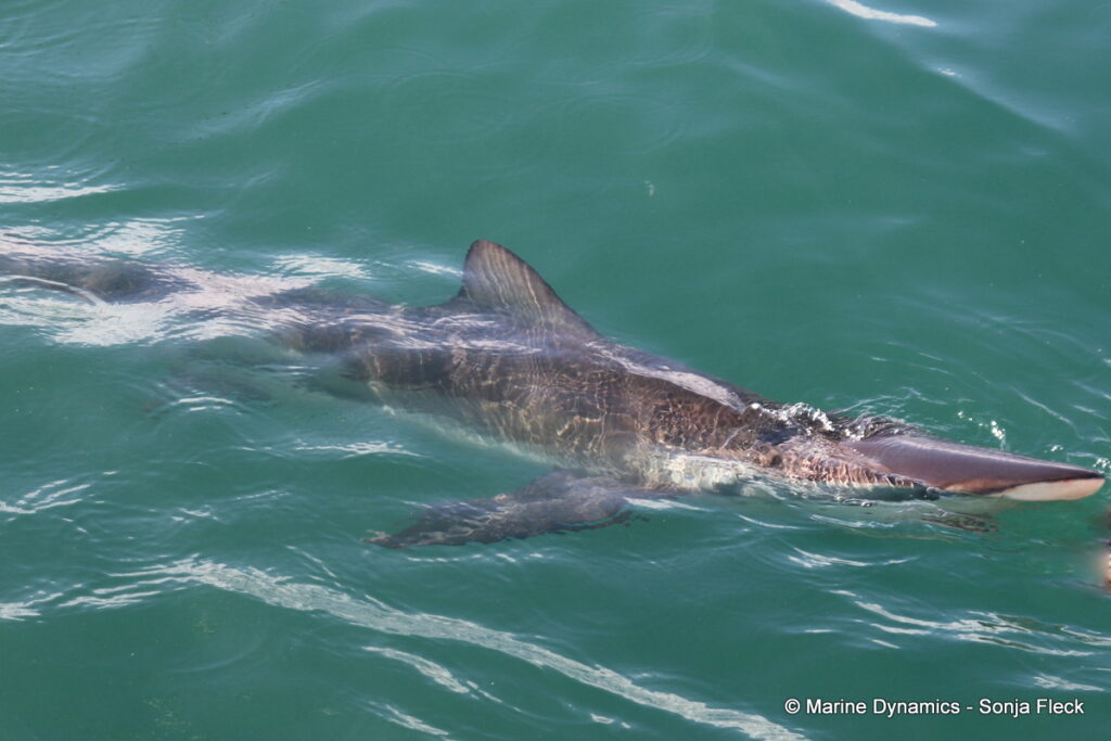 Shark cage diving, Gansbaai, South Africa