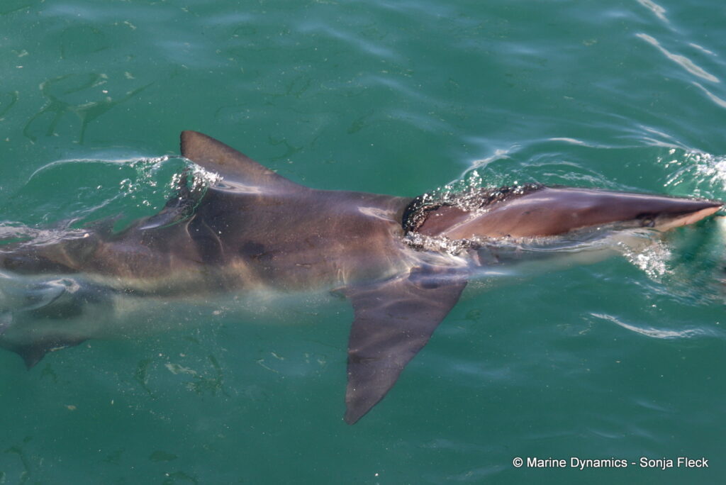 Shark cage diving, Gansbaai, South Africa