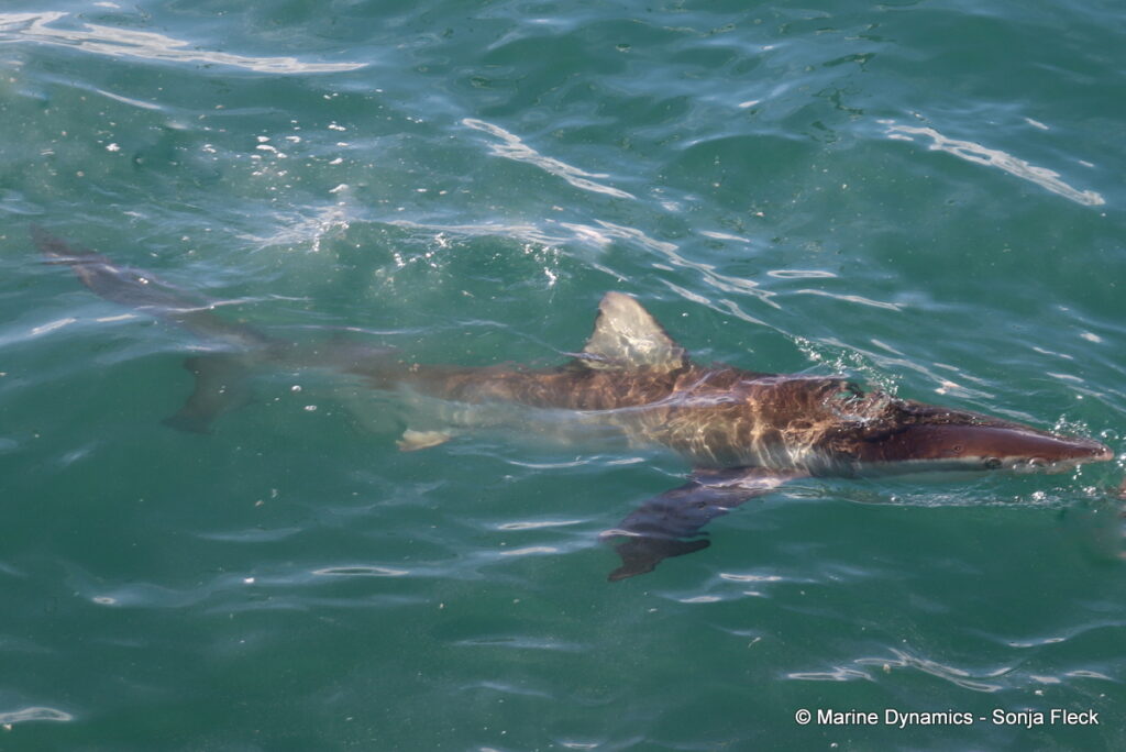 Shark cage diving, Gansbaai, South Africa
