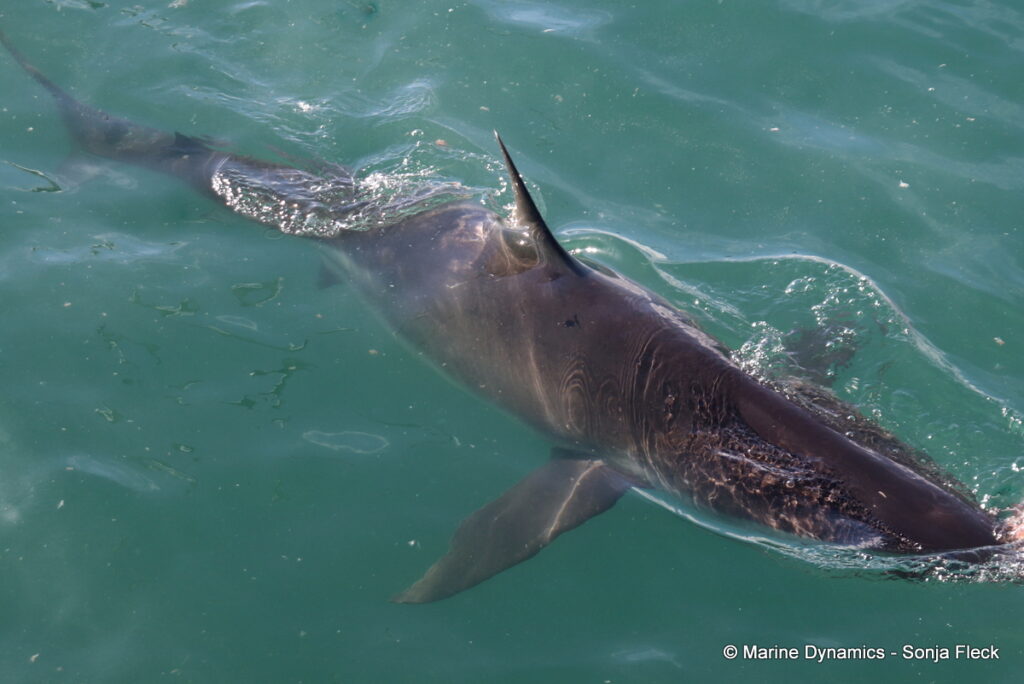 Shark cage diving, Gansbaai, South Africa