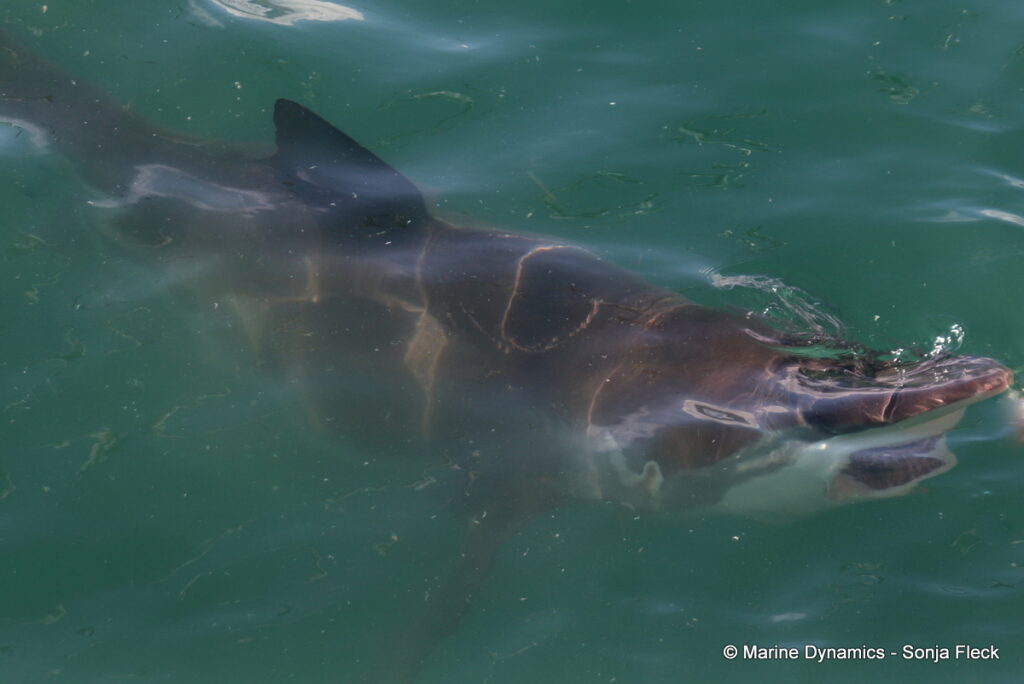Shark cage diving, Gansbaai, South Africa