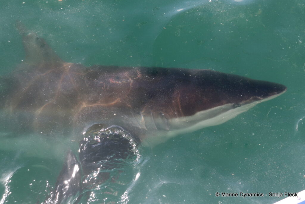 Shark cage diving, Gansbaai, South Africa