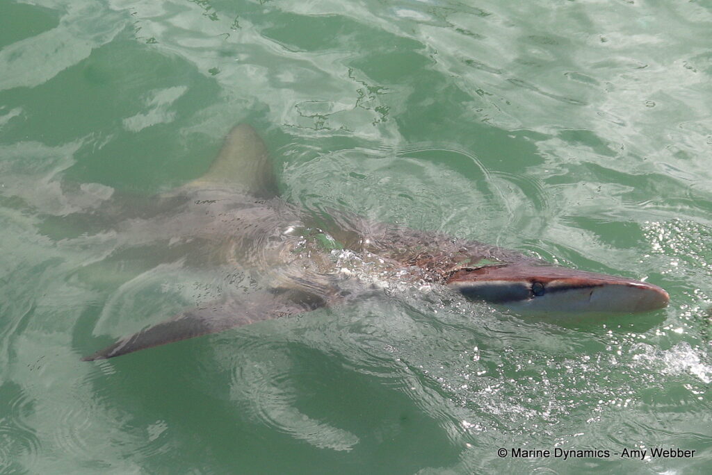 Shark cage diving, Gansbaai, South Africa