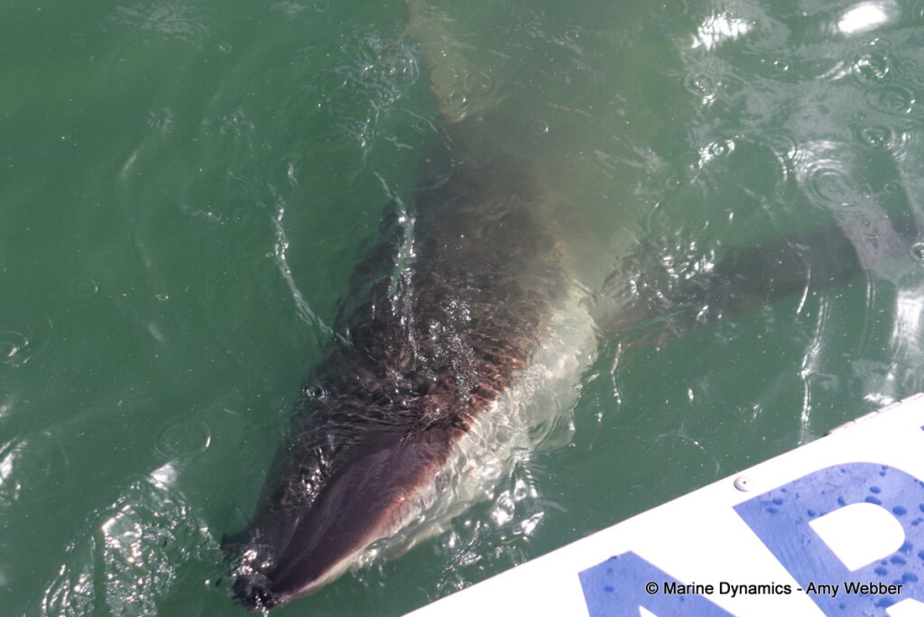Shark cage diving, Gansbaai, South Africa