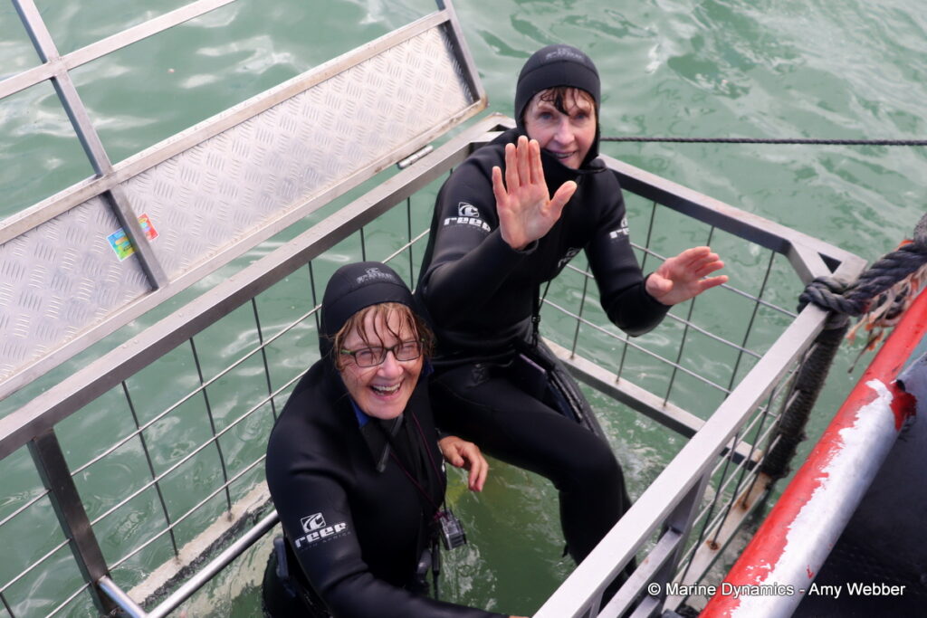 Shark cage diving, Gansbaai, South Africa
