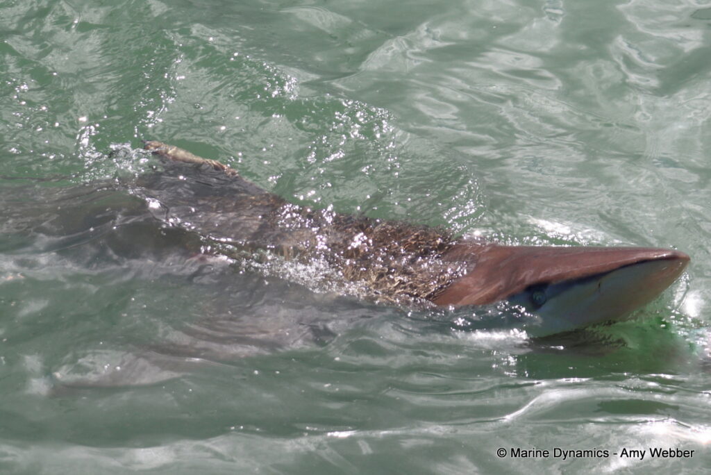 Shark cage diving, Gansbaai, South Africa
