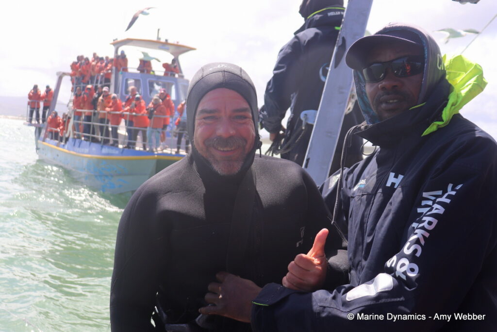 Shark cage diving, Gansbaai, South Africa