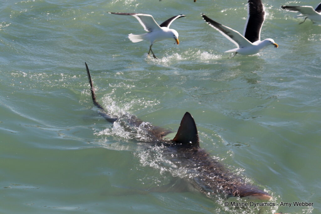 Shark cage diving, Gansbaai, South Africa