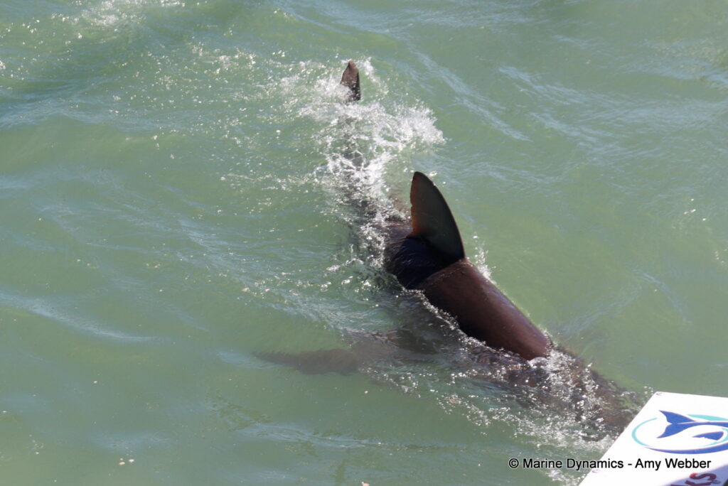 Shark cage diving, Gansbaai, South Africa