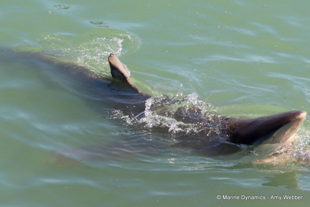 Shark cage diving, Gansbaai, South Africa