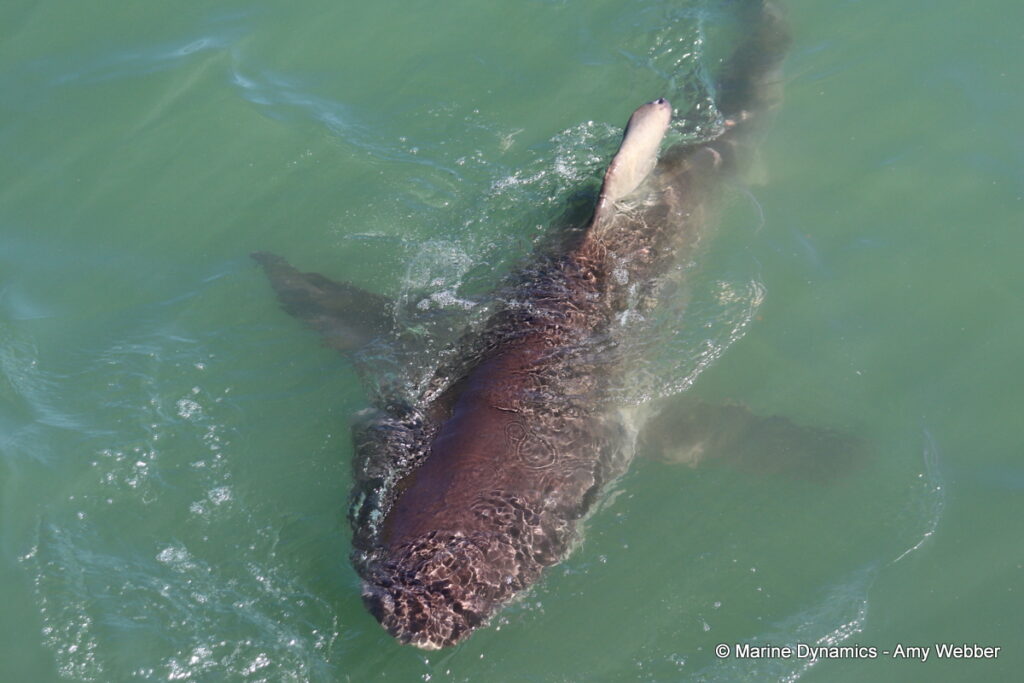 Shark cage diving, Gansbaai, South Africa