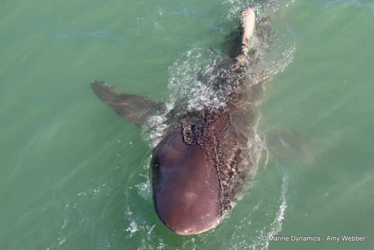 Shark cage diving, Gansbaai, South Africa