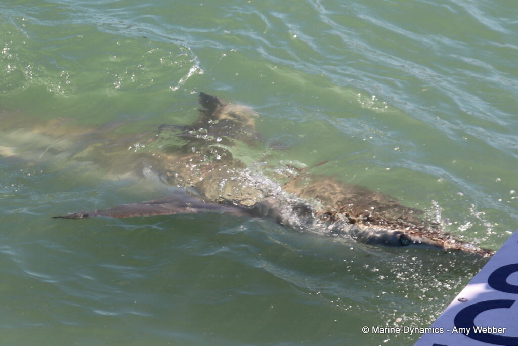 Shark cage diving, Gansbaai, South Africa
