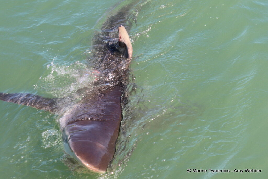 Shark cage diving, Gansbaai, South Africa