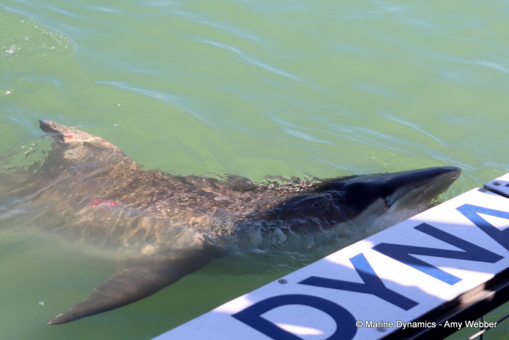 Shark cage diving, Gansbaai, South Africa