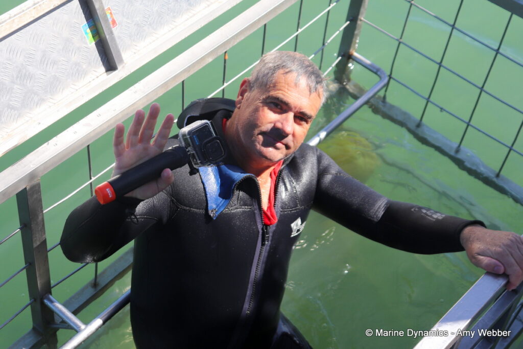 Shark cage diving, Gansbaai, South Africa