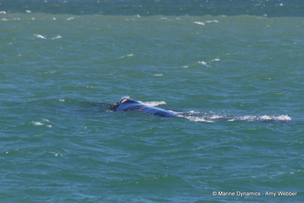 Shark cage diving, Gansbaai, South Africa