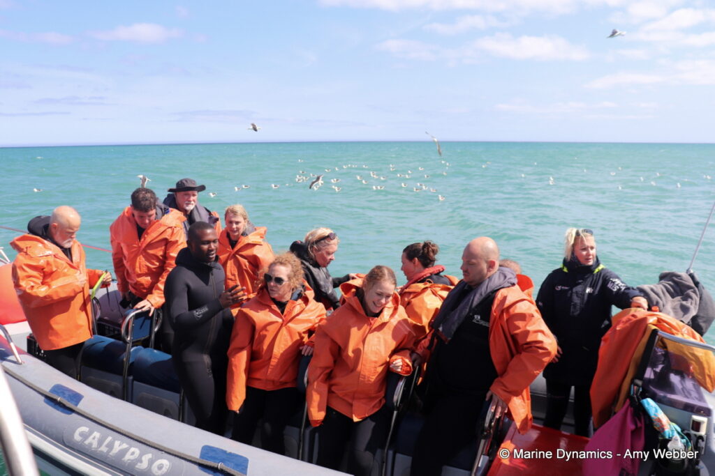 Shark cage diving, Gansbaai, South Africa