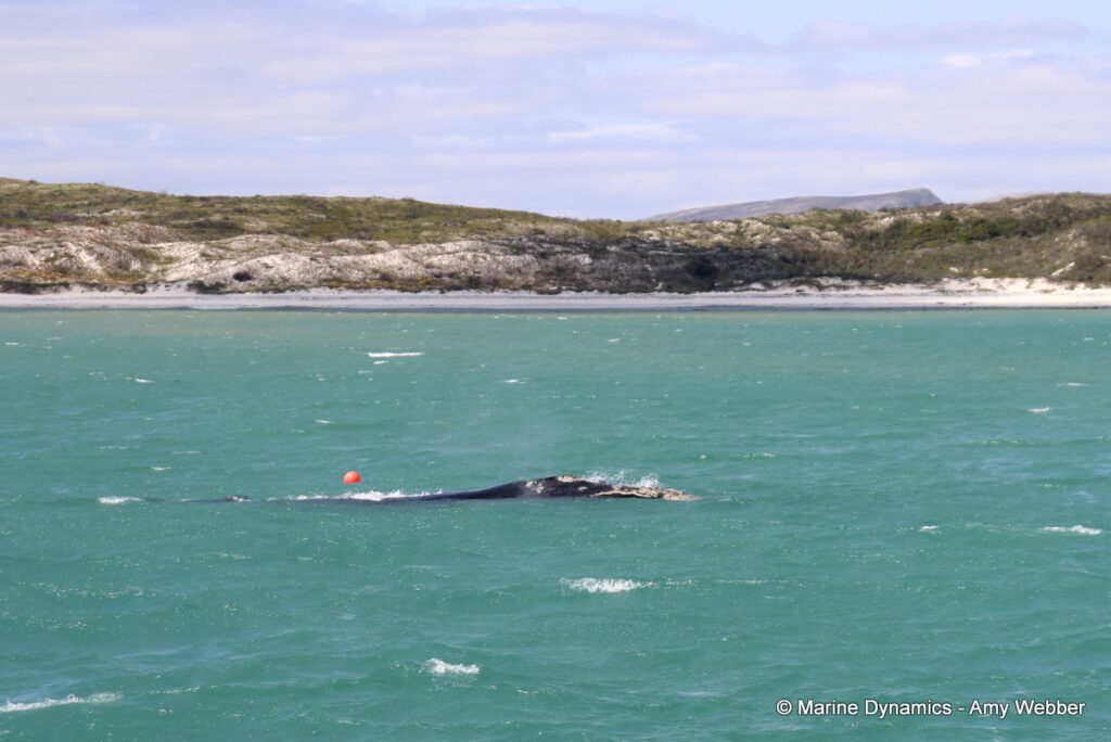 Shark cage diving, Gansbaai, South Africa