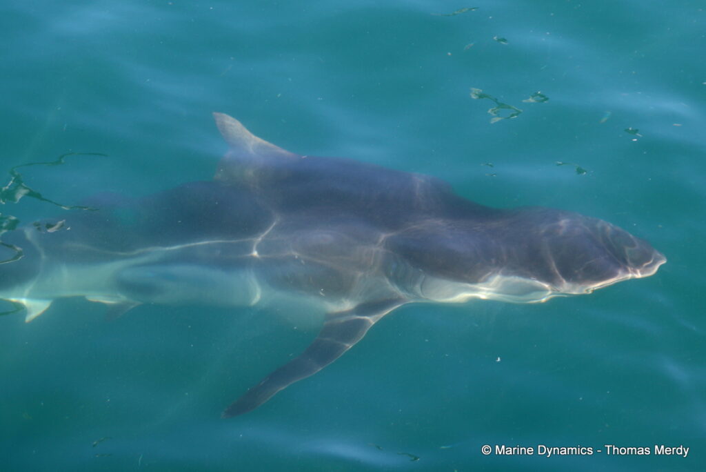 Shark cage diving, Gansbaai, South Africa