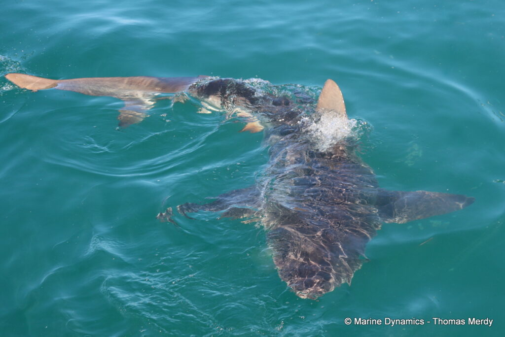 Shark cage diving, Gansbaai, South Africa