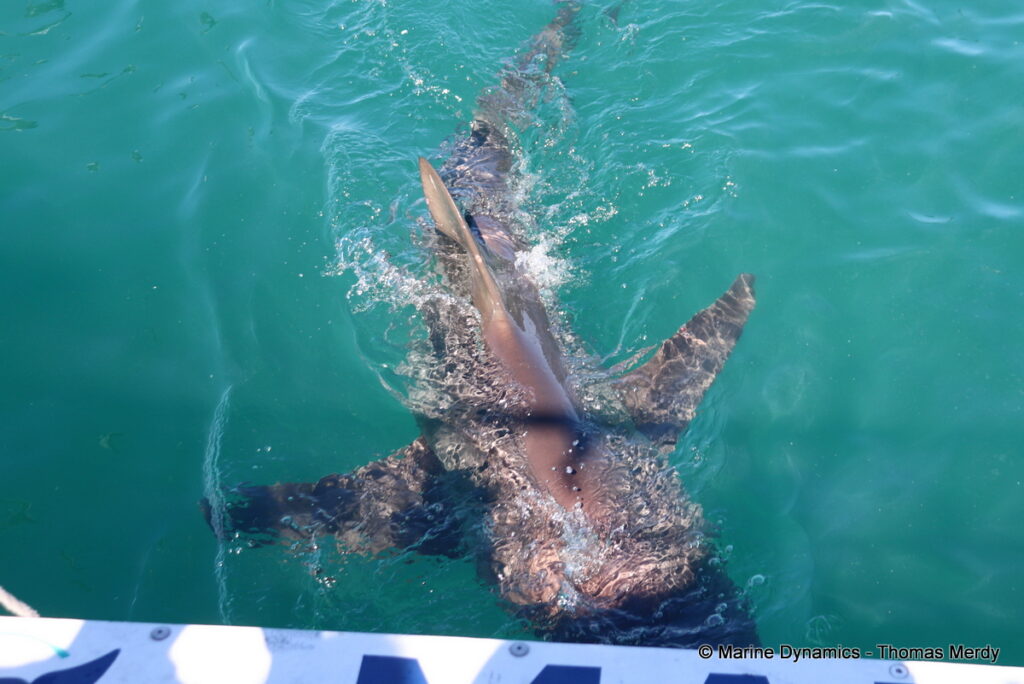 Shark cage diving, Gansbaai, South Africa